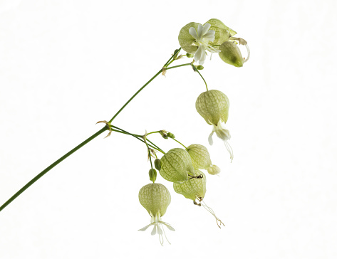 isolated flowers of silene vulgaris