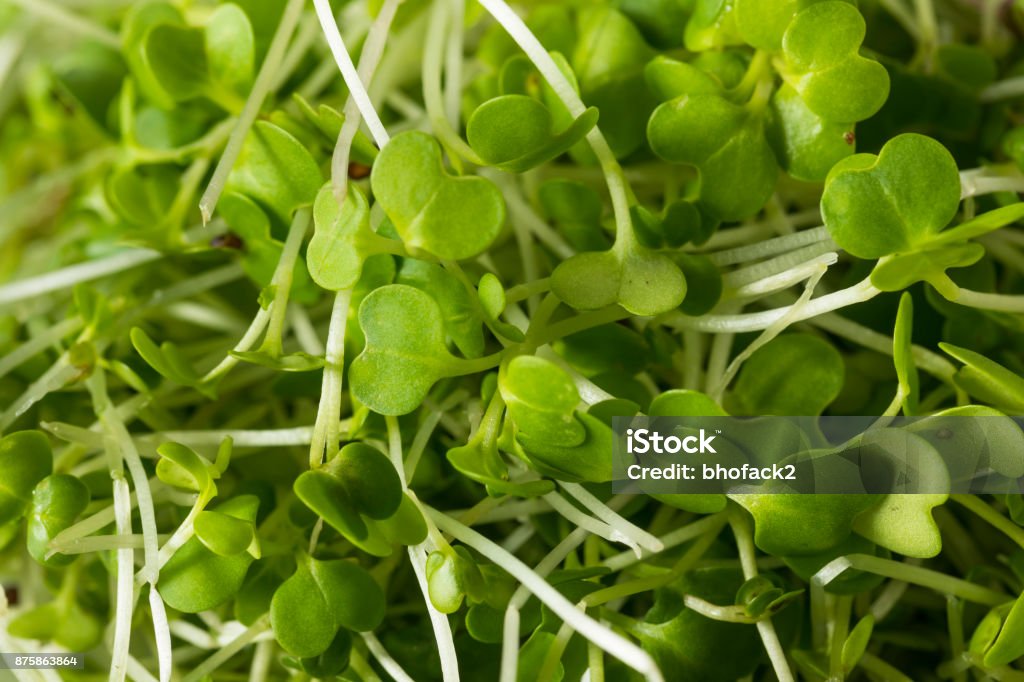 健康的な生有機 Microgreens - マイクログリーンのロイヤリティフリーストックフォト