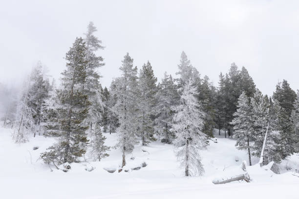 istock Winter Landscape - Snow and Ice on Pine Trees 875866336