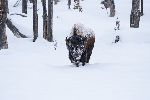 Bison (buffalo) covered in snow during snowstorm in Yellowstone National Park, Wyoming.