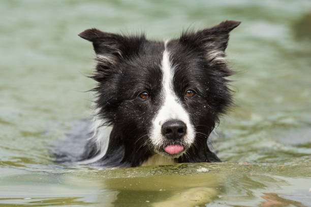 istock dog floats in the water - Border Collie 875879898