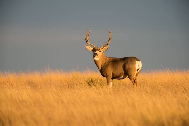 mule deer buck bei sonnenuntergang, black mesa bereich, "ok" - mule deer stock-fotos und bilder