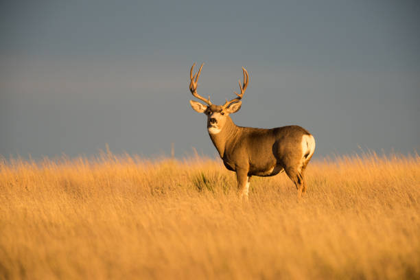 istock Mule Deer Buck at Sunset, Black Mesa Area, OK 875888288