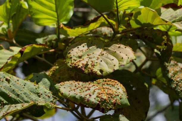 istock Disease Green leaf of teak tree 875895794