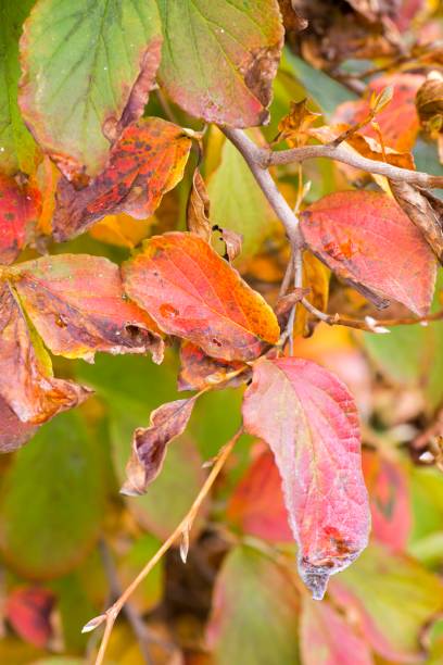 istock Japanese stewartia (Stewartia pseudocamellia) red autumn leaves 875899210