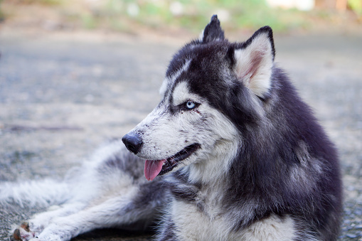 Side Shot of Siberian Husky Lay Down on the Ground on Blurred Background