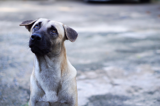 Head Shot of Thai Dog Looking Up to The Sky with Curious Face