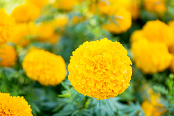 istock Yellow Marigold flowers 875904022