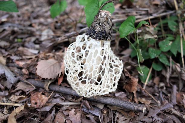 istock Funny form of poison mushroom 875906688