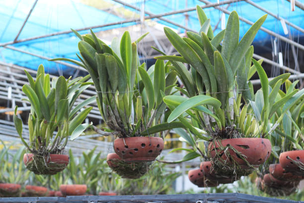 istock Orchid flower pots on a plant nursery 875913346