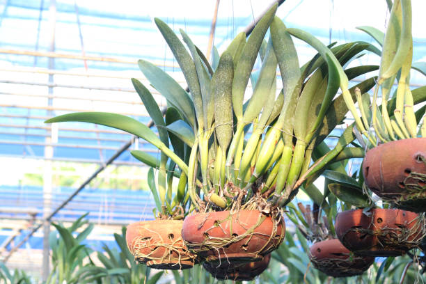 istock Orchid flower pots on a plant nursery 875913354