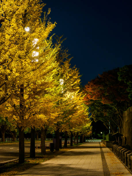 istock Tokyo autumn leaves 875920314