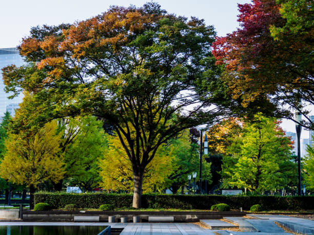 istock Tokyo autumn leaves 875920730