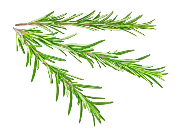 istock Sprigs of rosemary isolated on a white background 875924698