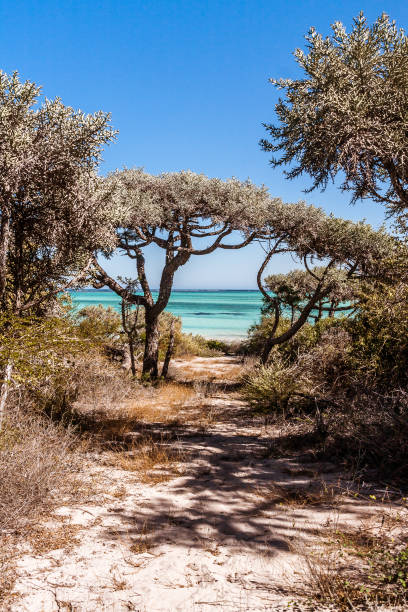 thorny and dry vegetation - south africa coastline sea wave imagens e fotografias de stock