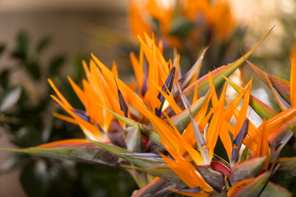crane flowers (strelitzia) at the market square;Funchal, Madeira