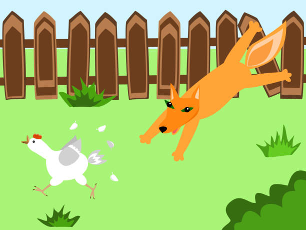 foxie a fox hunting a hen at the farmyard scared chicken cartoon stock illustrations