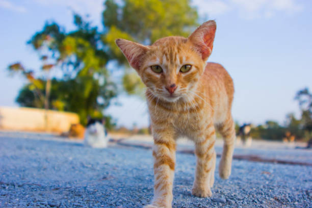 istock Cat close-up at the Hala-Sultan-Tekke Mosque 875937052