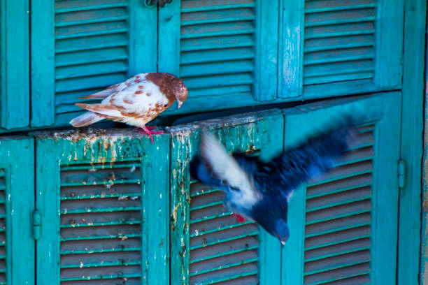 istock a pair of pigeons on the window 875937056