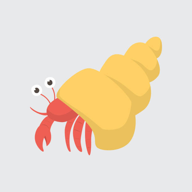 ilustrações de stock, clip art, desenhos animados e ícones de funny cartoon hermit crab on white background - hermit