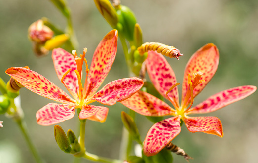 Close up of orange and red flowers of leopard lily, Iris domestica.