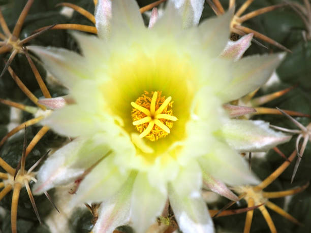 istock Macro white yellow Ferocactus glaucescens cactus flower, top view 875944960