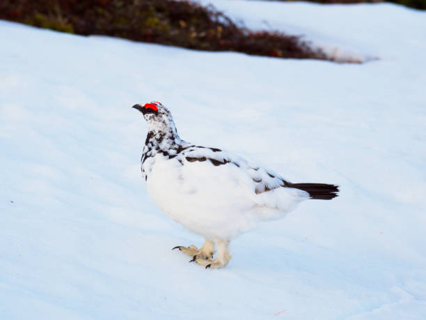 istock rock ptarmigan male 875945072
