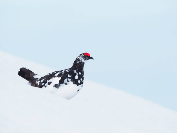 istock rock ptarmigan male 875945080
