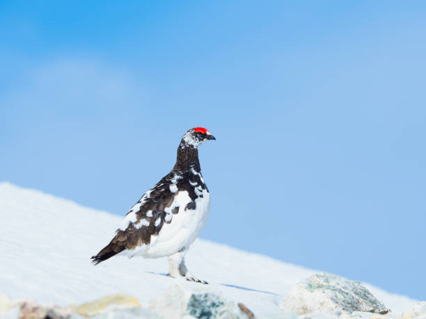 istock rock ptarmigan male 875945088