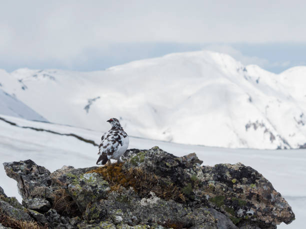 istock rock ptarmigan male 875945106