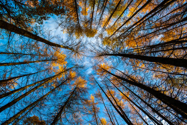 istock Perspective view of autumn pine trees with blue sky background 875947388