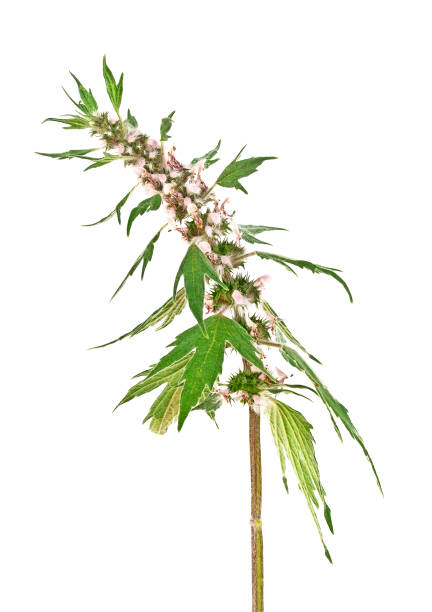 istock Motherwort plant over white background, close up 875947794