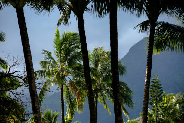 istock Hanalei, Kauai, Hawaii 875952836