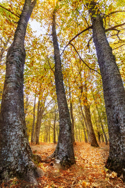 istock Castanar of El Tremblo 875955890