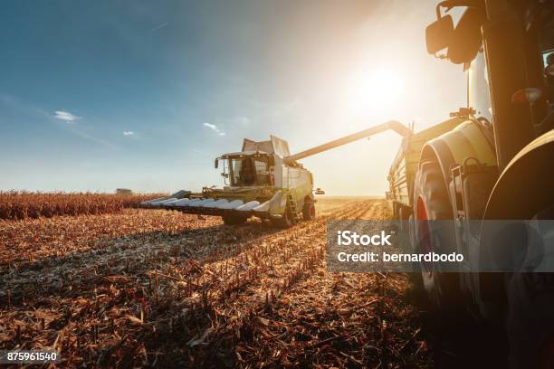 Harvesting In Autumn Stock Photo - Download Image Now - Agriculture, Harvesting, Corn - Crop