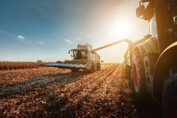 harvesting in autumn - corn crop corn field agriculture imagens e fotografias de stock