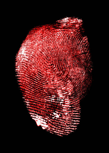red fingerprint on black background, bloody fingerprint. - fingerprint thumbprint identity red imagens e fotografias de stock