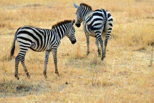 istock Zebras in Masai Mara, Kenya, Africa 875965956