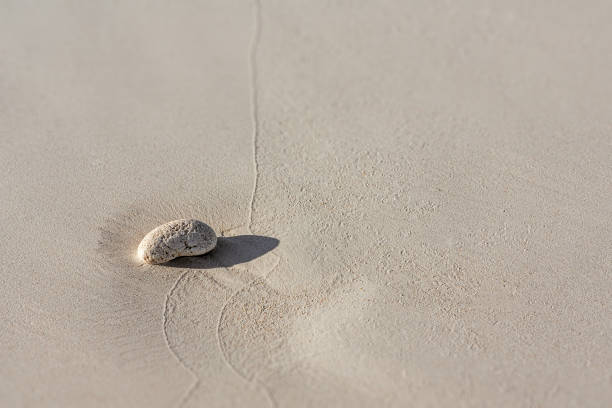 istock Peeble of dead coral 875968454