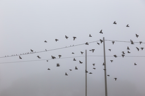Birds flying near power lines in the fog