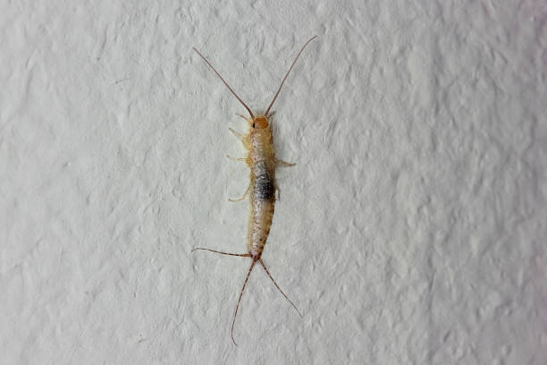istock Insect Lepisma saccharina, Thermobia domestica. silverfish. 875977422