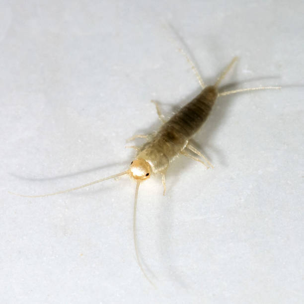 istock Insect Lepisma saccharina, Thermobia domestica. silverfish. 875977428