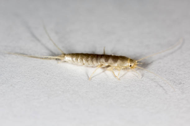 istock Insect Lepisma saccharina, Thermobia domestica. silverfish. 875977470
