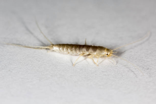Insect Lepisma saccharina, Thermobia domestica. silverfish. silverfish. Insect Lepisma saccharina, Thermobia domestica in normal habitat decapoda stock pictures, royalty-free photos & images