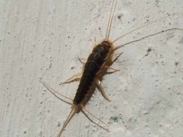 istock Insect Lepisma saccharina, Thermobia domestica. silverfish. 875977486
