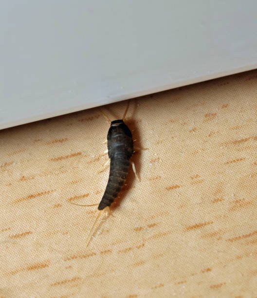 istock Insect Lepisma saccharina, Thermobia domestica. silverfish. 875977490