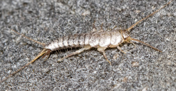istock Insect Lepisma saccharina, Thermobia domestica. silverfish. 875977506