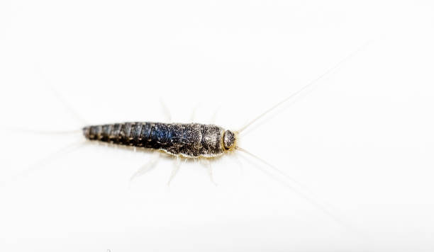 istock Insect Lepisma saccharina, Thermobia domestica. silverfish. 875977512