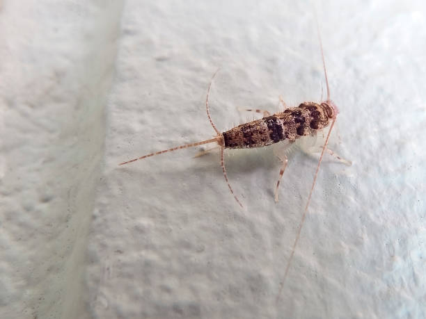 istock Insect Lepisma saccharina, Thermobia domestica. silverfish. 875977516