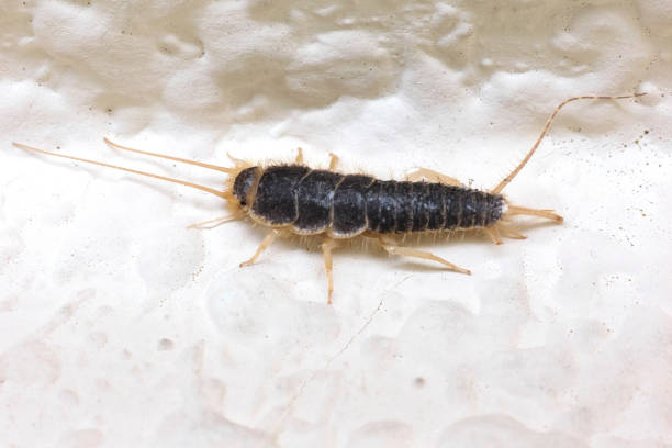 istock Insect Lepisma saccharina, Thermobia domestica. silverfish. 875977520